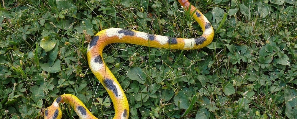 Exotische Schlange In Landshuter Garten Radio Trausnitz