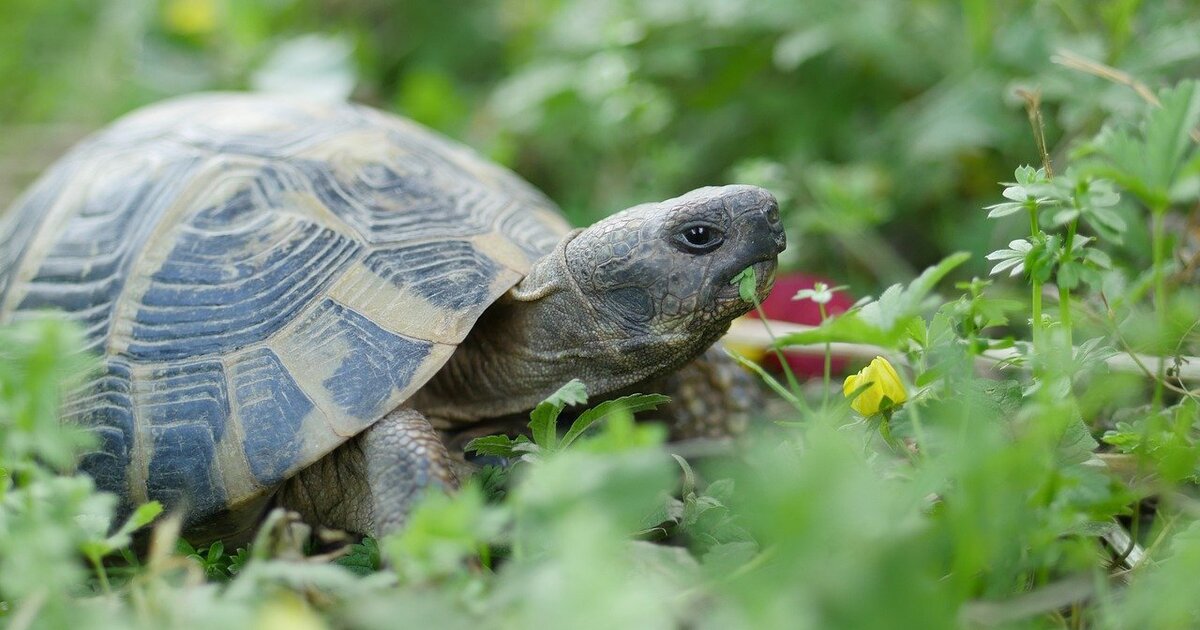 Schildkröte in Landshut entlaufen | Radio Trausnitz