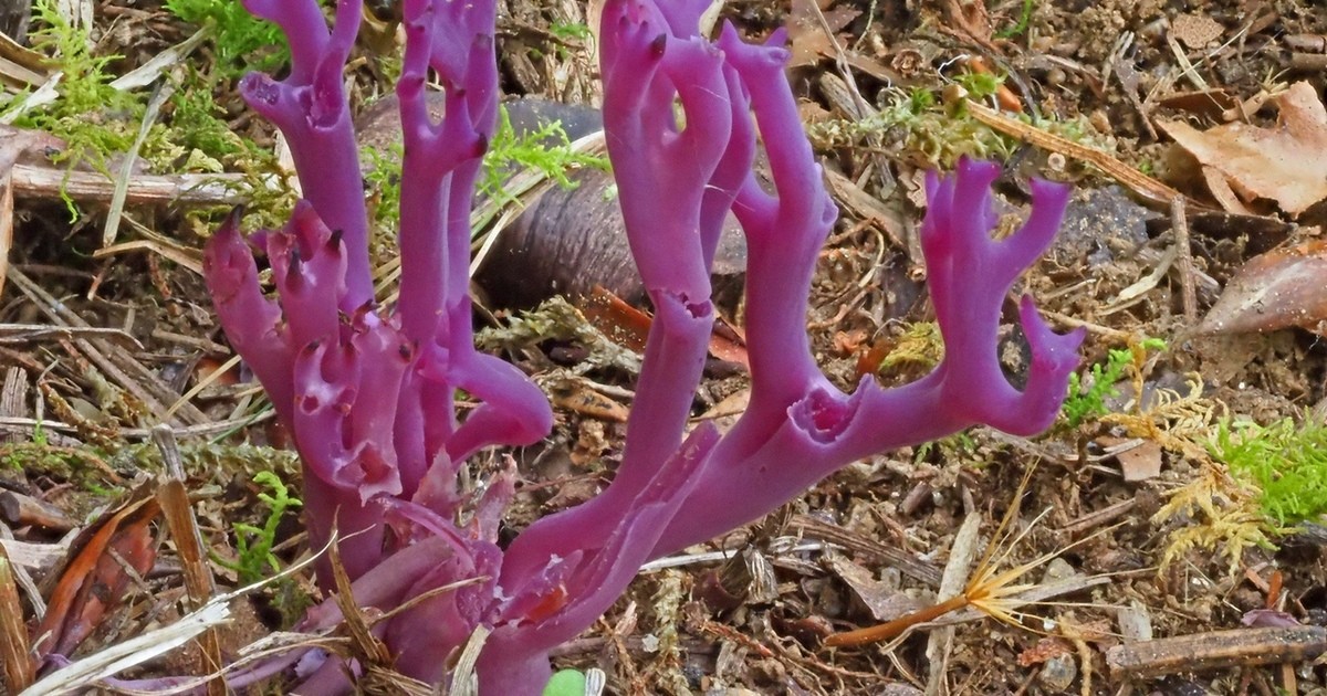 Urzeitliche Wiesenkoralle in Niederbayern entdeckt Radio